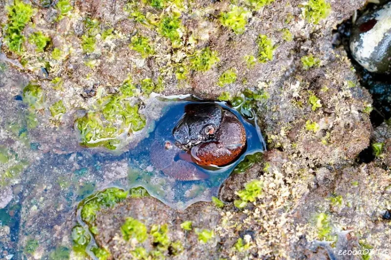 北海岸石門玩水一日遊｜免費探索潮間帶、抓螃蟹親子景點推薦!