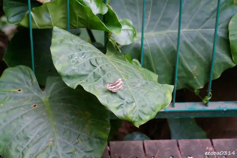 新北五股「水碓觀景公園」森林步道×賞景平台×看飛機! 台北近