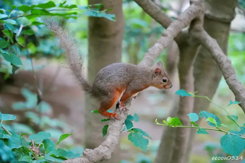 井之頭自然文化園-親子旅遊-松鼠之家.jpg