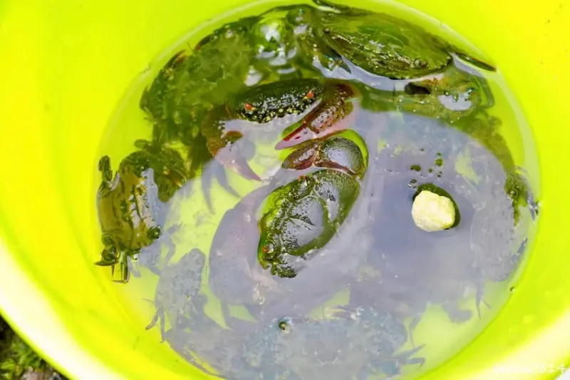 北海岸石門玩水一日遊｜免費探索潮間帶、抓螃蟹親子景點推薦!