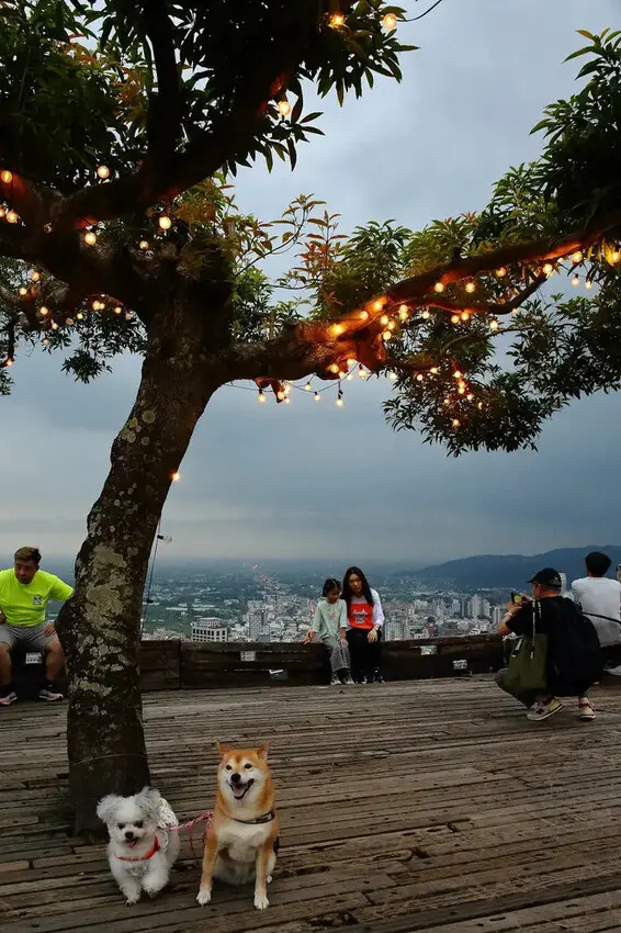 宜蘭必去無敵夜景！空ㄟ農場-宜蘭超人氣夜景餐廳，遠望龜山島、
