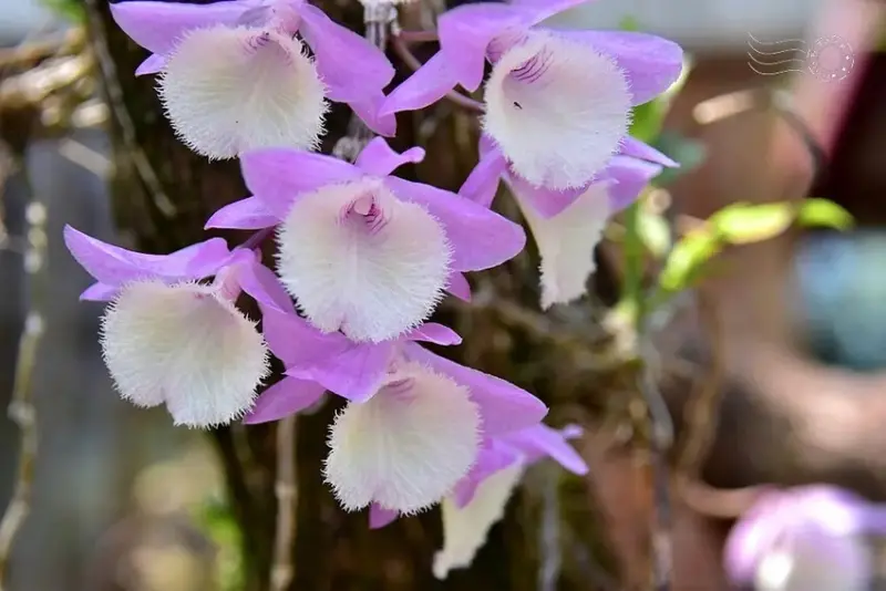 嘉義【佳鄉庭園餐館】天宮石斛蘭