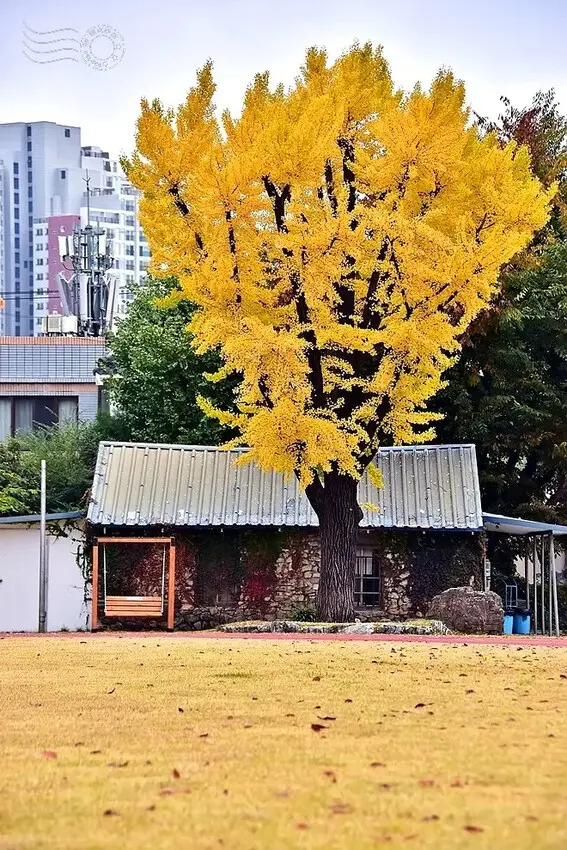 慶北女子高級學校銀杏樹
