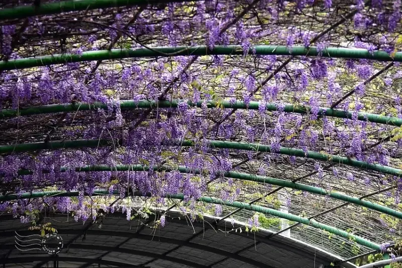 新竹寶山:新城村紫藤花