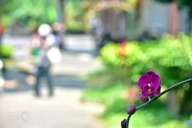 嘉義【佳鄉庭園餐館】蝴蝶蘭