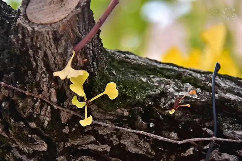 慶北女子高級學校銀杏樹