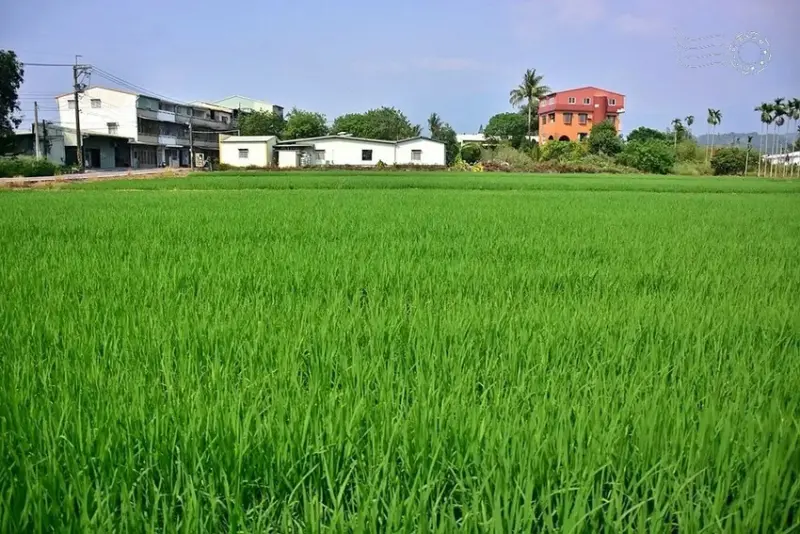 嘉義竹崎鄉稻田