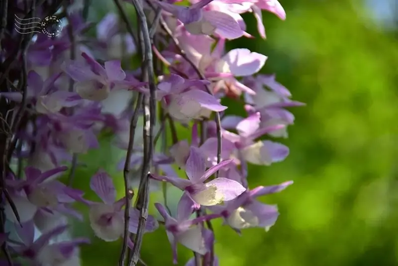 嘉義【佳鄉庭園餐館】天宮石斛蘭