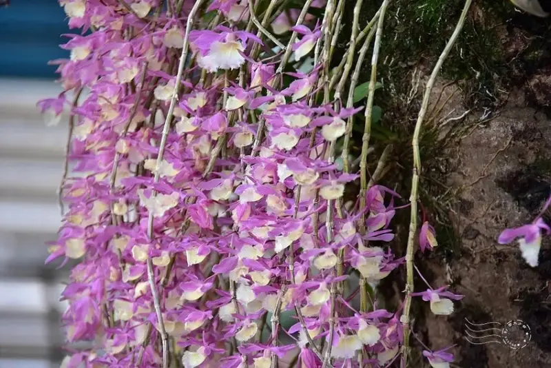 嘉義竹崎鄉天宮石斛蘭