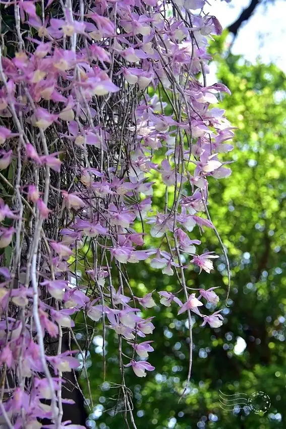 嘉義【佳鄉庭園餐館】天宮石斛蘭