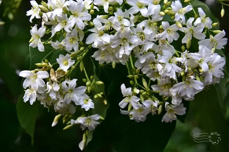 【保甲古道】桐花