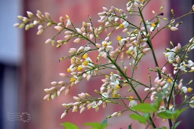 嘉義【佳鄉庭園餐館】南天竹