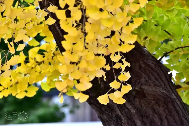 慶北女子高級學校銀杏樹