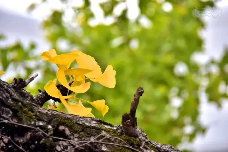 慶北女子高級學校銀杏樹