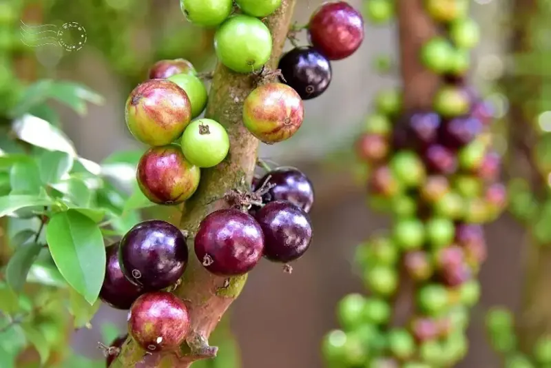 嘉義【佳鄉庭園餐館】樹葡萄
