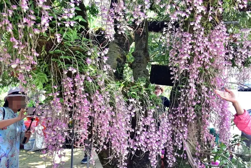 嘉義竹崎鄉天宮石斛蘭