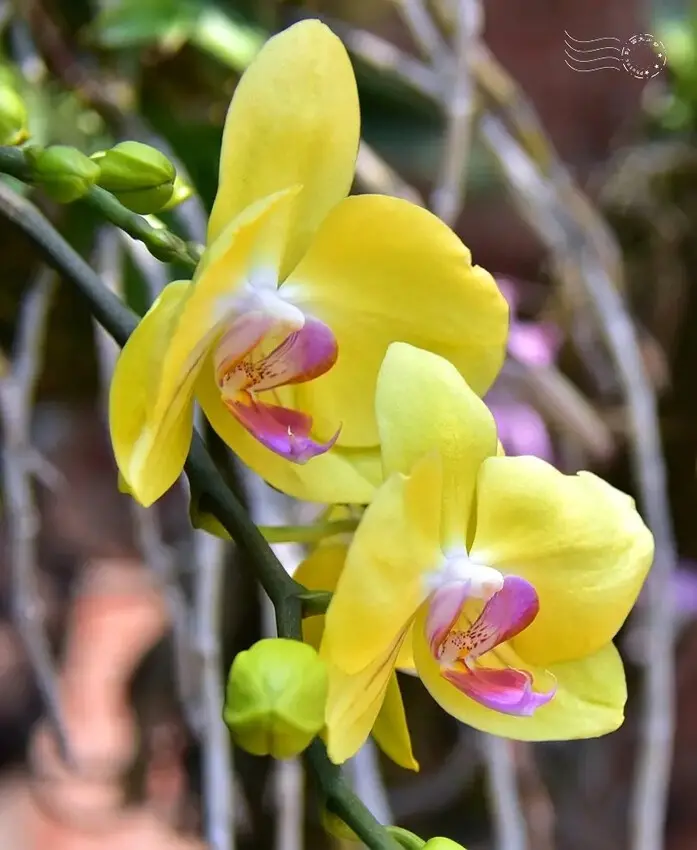嘉義【佳鄉庭園餐館】蝴蝶蘭