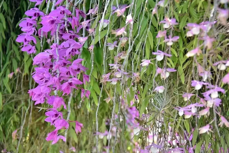 嘉義【佳鄉庭園餐館】天宮石斛蘭