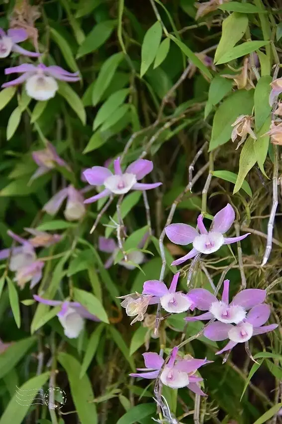 嘉義【佳鄉庭園餐館】天宮石斛蘭