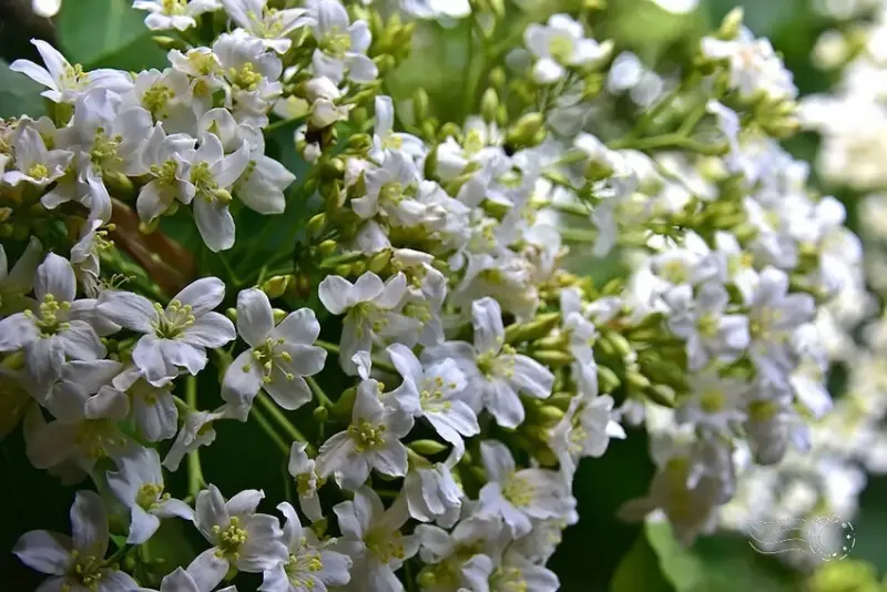 【保甲古道】桐花