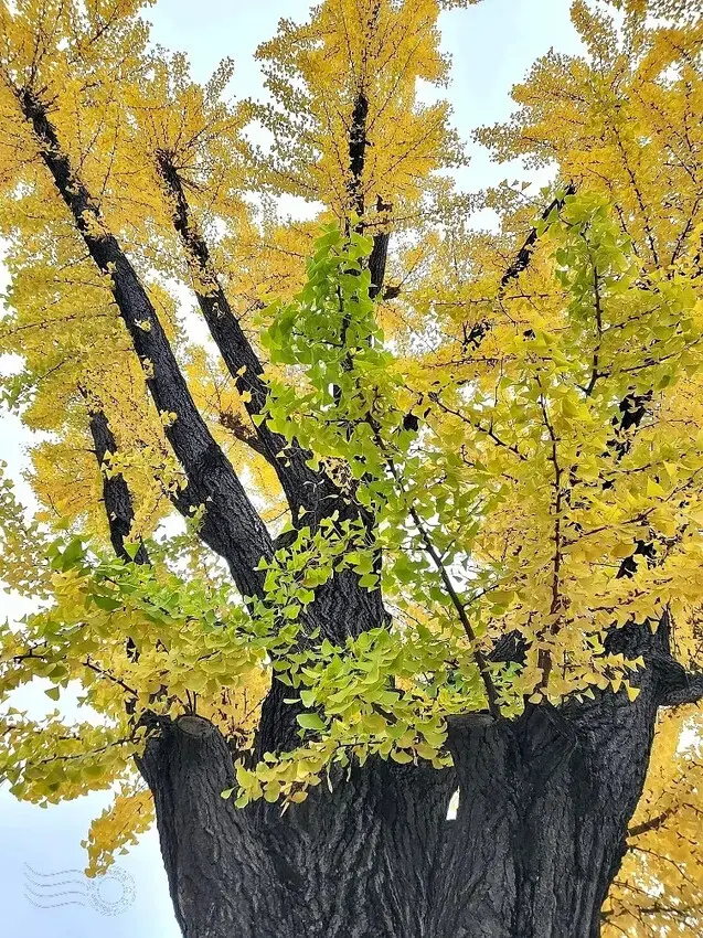 慶北女子高級學校銀杏樹