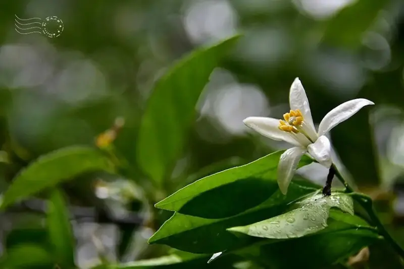 迴龍步道 柚子花