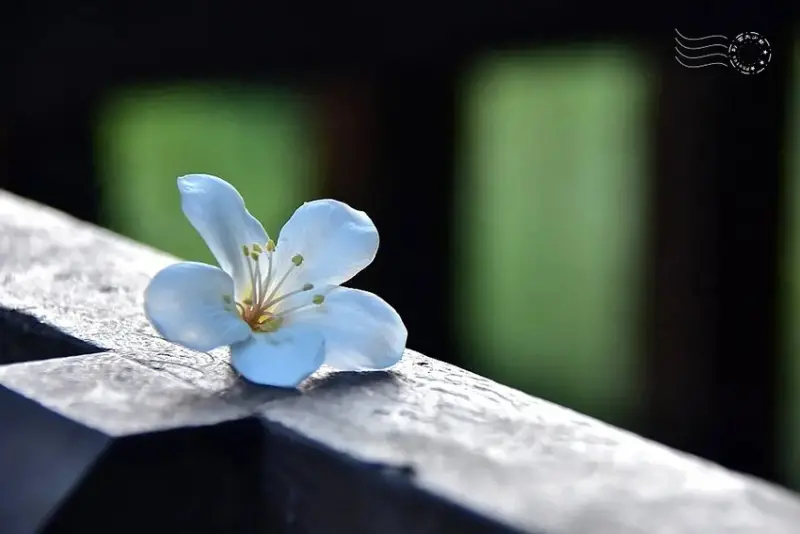 【保甲古道】桐花