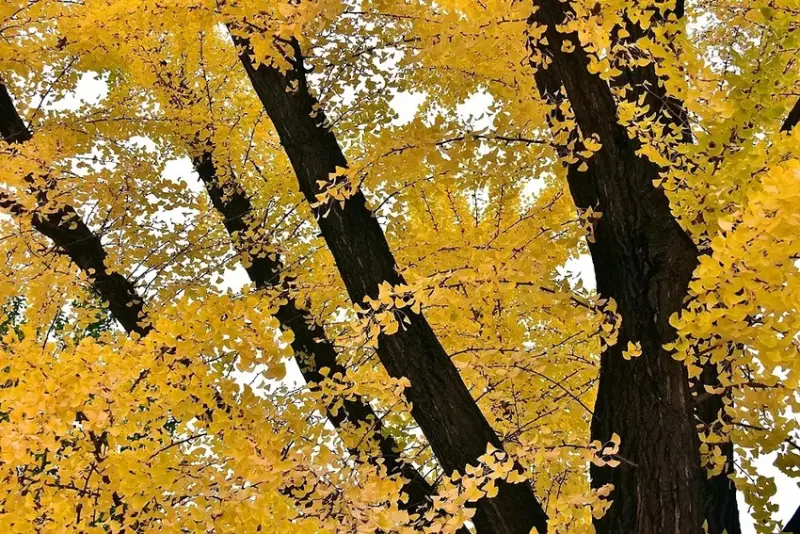 慶北女子高級學校銀杏樹