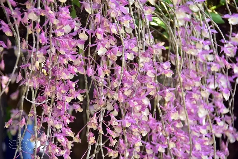 嘉義竹崎鄉天宮石斛蘭