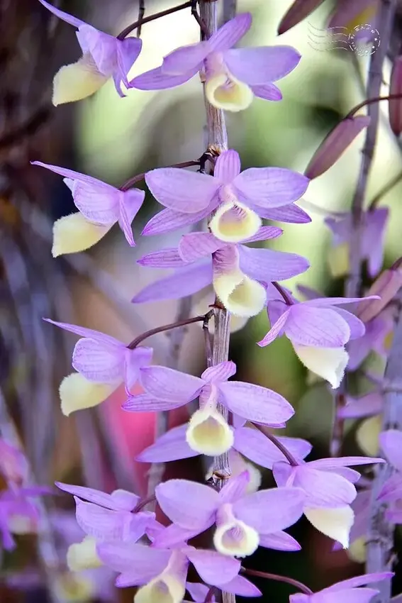 嘉義【佳鄉庭園餐館】天宮石斛蘭