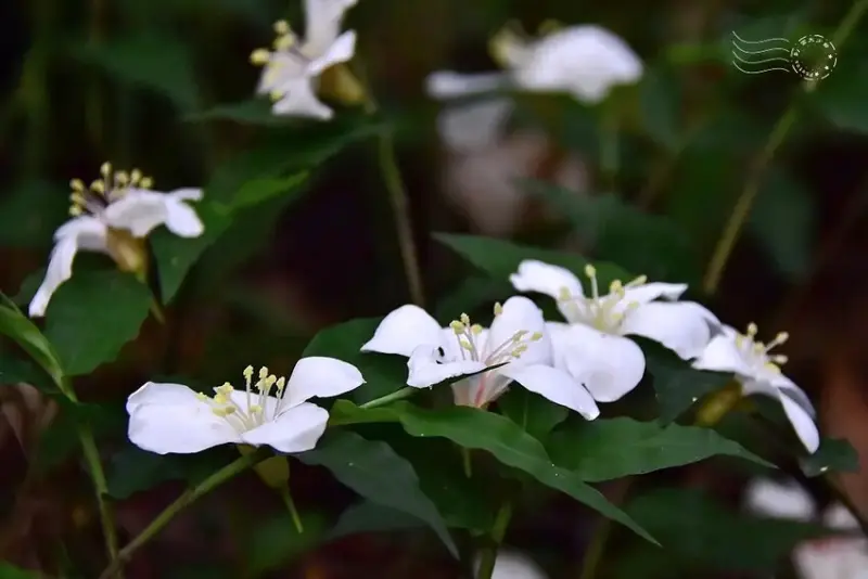 【保甲古道】桐花
