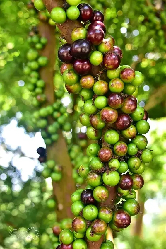 嘉義【佳鄉庭園餐館】樹葡萄