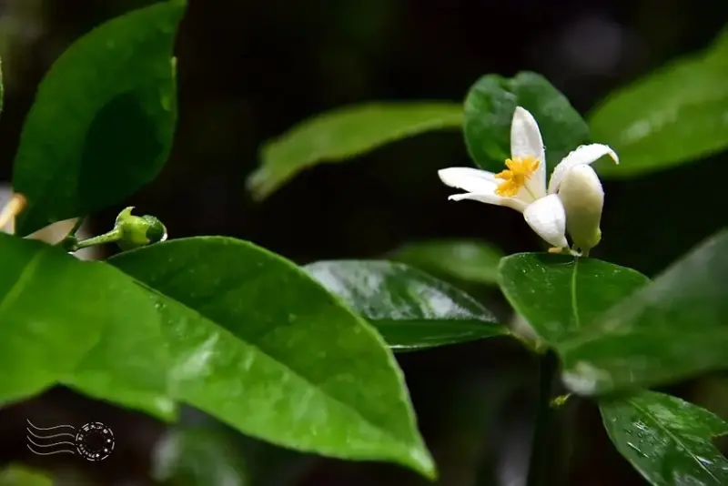 迴龍步道 柚子花