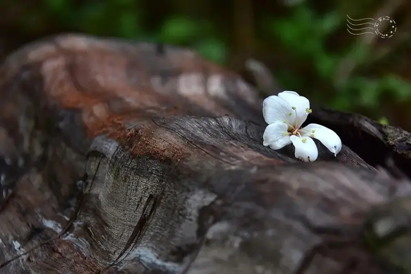 【保甲古道】桐花