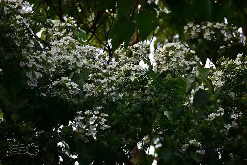 【保甲古道】桐花