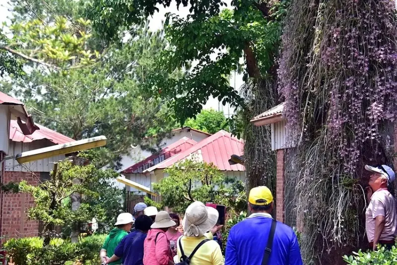 嘉義【佳鄉庭園餐館】天宮石斛蘭
