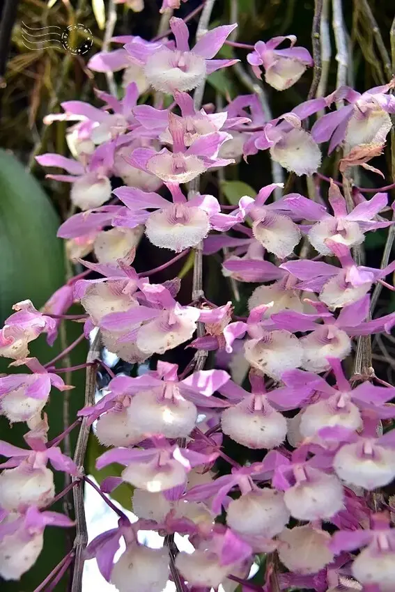 嘉義【佳鄉庭園餐館】天宮石斛蘭