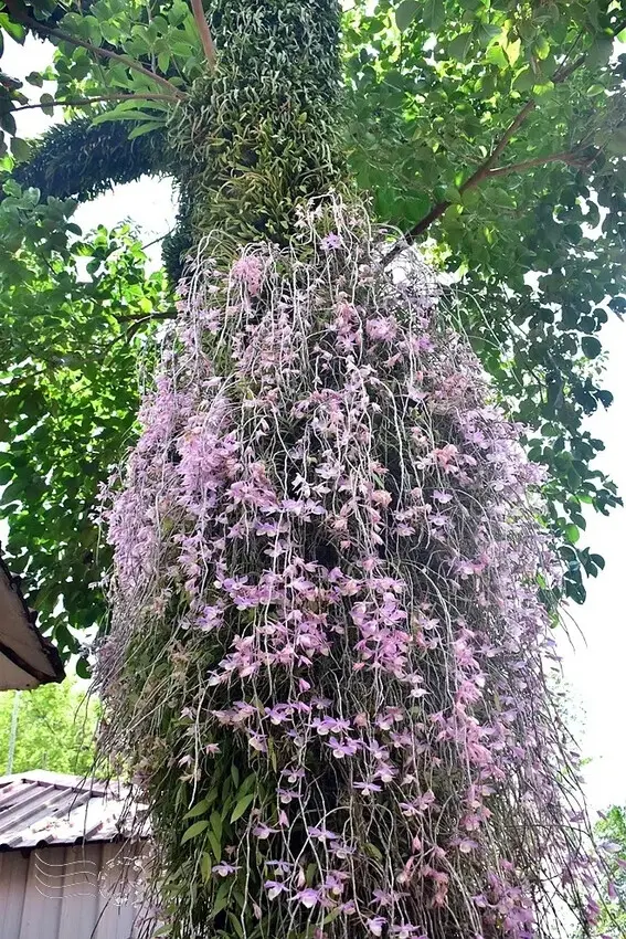 嘉義【佳鄉庭園餐館】天宮石斛蘭