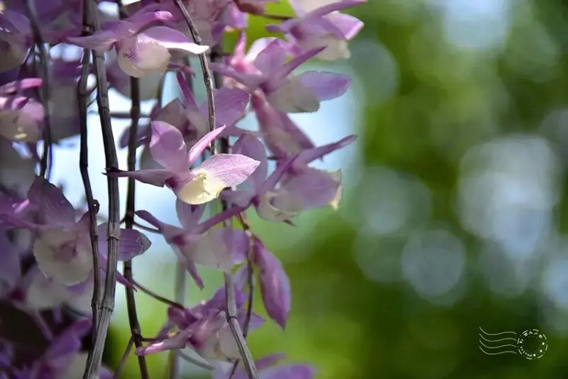 嘉義【佳鄉庭園餐館】天宮石斛蘭