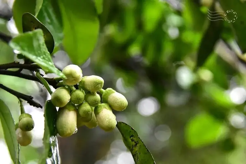 迴龍步道 柚子花