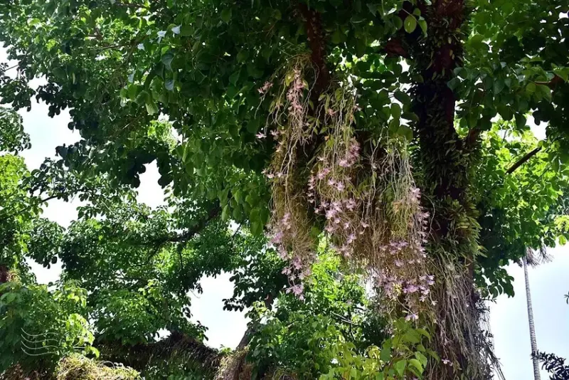 嘉義【佳鄉庭園餐館】天宮石斛蘭