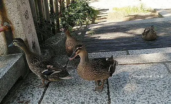 感受不一樣的大阪【住吉大社】文化、綠意，最古老的神社建築工法
