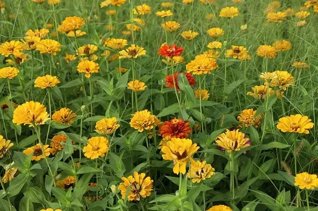 新北河濱2025繽紛花海，春日漫步夢幻花園，新北大都會公園+