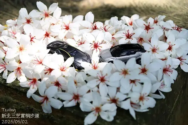 2025新北三芝賞桐步道🌸，5/2即時花況。