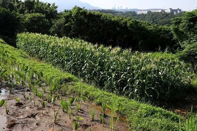 2025淡水奎柔山路百合花，05/17即時花況🌸｜同場加映：