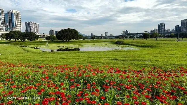 新北河濱2025繽紛花海，春日漫步夢幻花園，新北大都會公園+