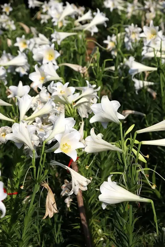 2025淡水奎柔山路百合花，05/17即時花況🌸｜同場加映：