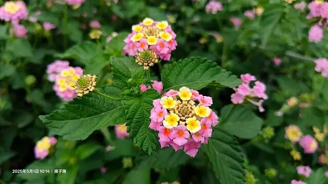 2025桃園大溪、十一指古道油桐花盛開🌸，5/1即時花況｜2
