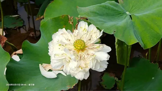 2025淡水奎柔山路百合花，05/17即時花況🌸｜同場加映：