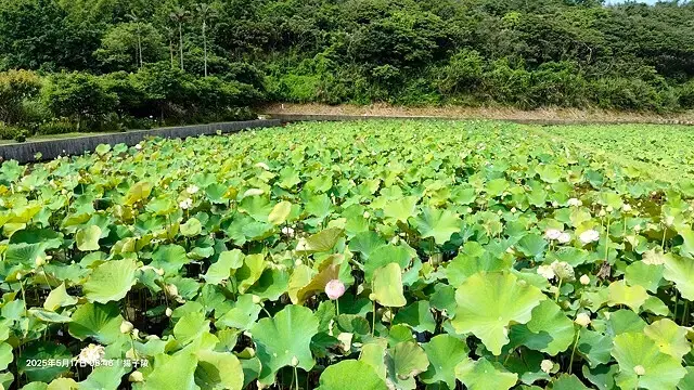 2025淡水奎柔山路百合花，05/17即時花況🌸｜同場加映：